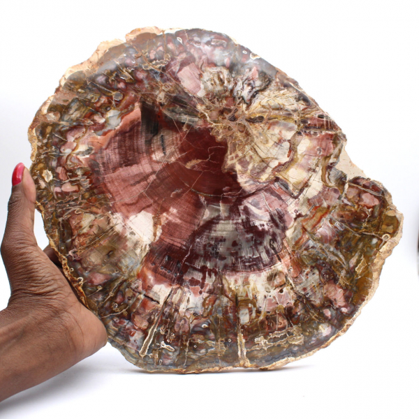 Petrified wood (fossil) polished slice, decorative specimen from Madagascar