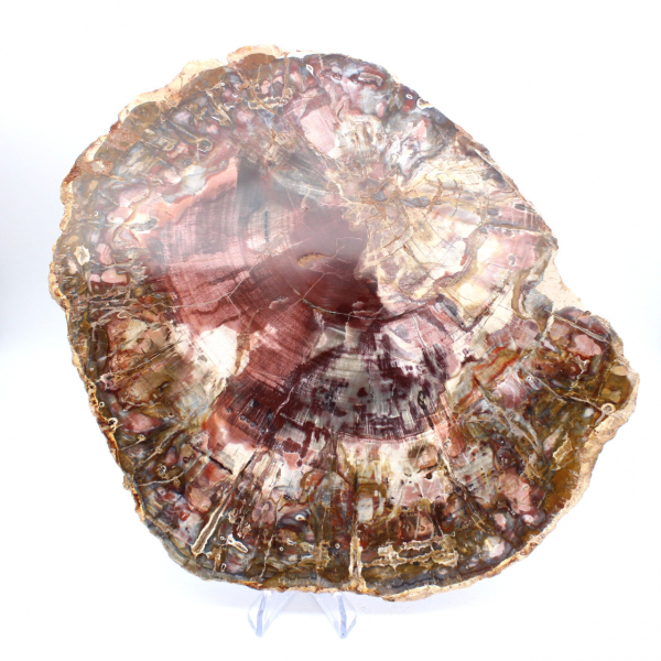 Petrified wood (fossil) polished slice, decorative specimen from Madagascar