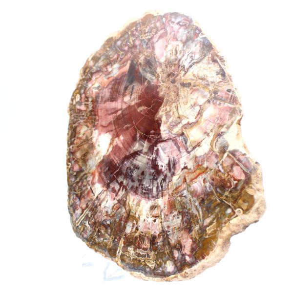 Petrified wood (fossil) polished slice, decorative specimen from Madagascar