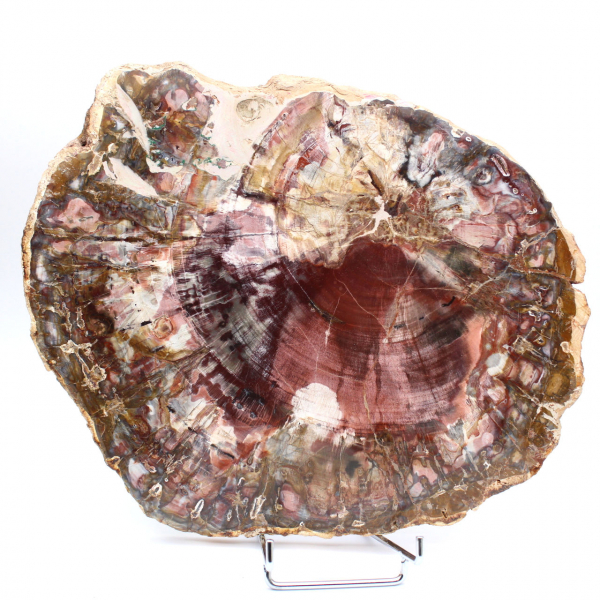 Petrified wood (fossil) polished slice, decorative specimen from Madagascar