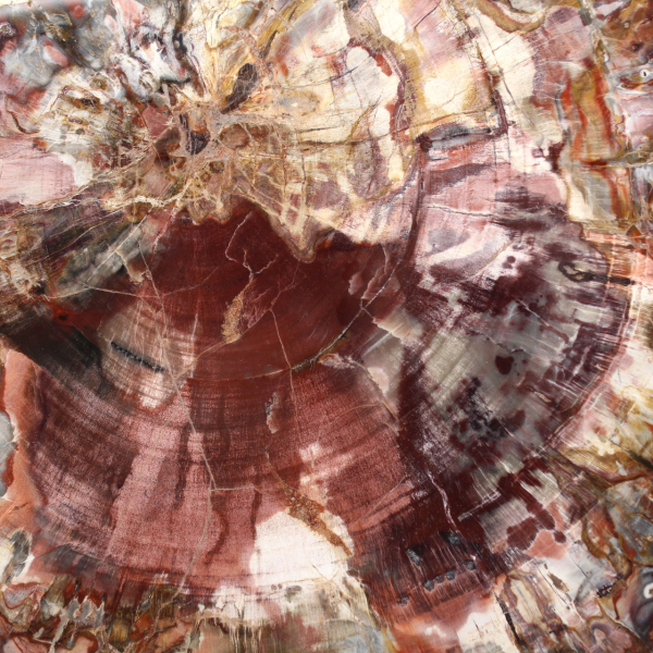 Petrified wood (fossil) polished slice, decorative specimen from Madagascar