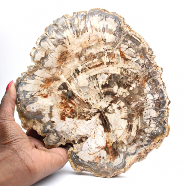 Tranche de bois fossile de collection, polie des deux côtés, Madagascar