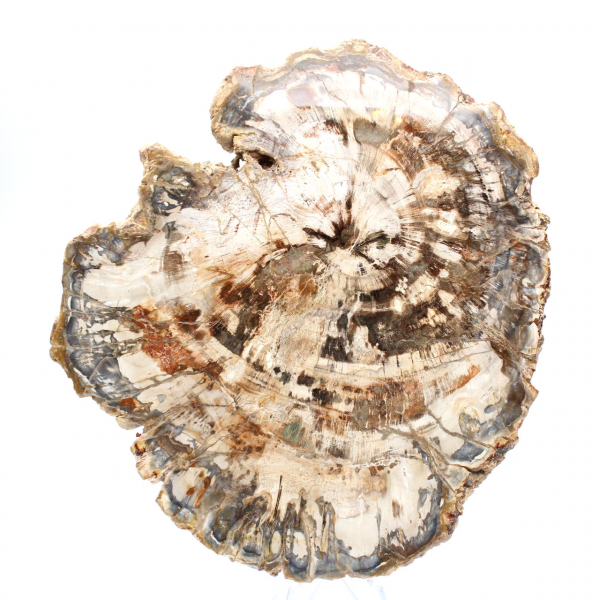 Tranche de bois fossile de collection, polie des deux côtés, Madagascar