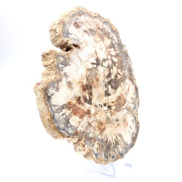 Tranche de bois fossile de collection, polie des deux côtés, Madagascar