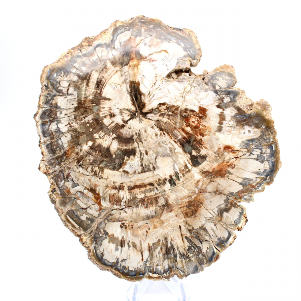 Tranche de bois fossile de collection, polie des deux côtés, Madagascar