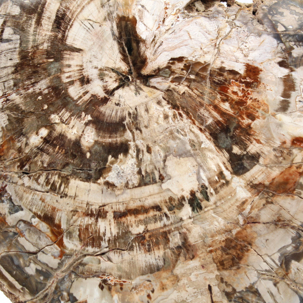 Tranche de bois fossile de collection, polie des deux côtés, Madagascar