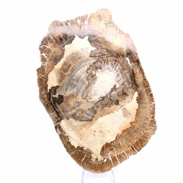 Ornement bois pétrifié tranche polie, pièce de collection, Madagascar