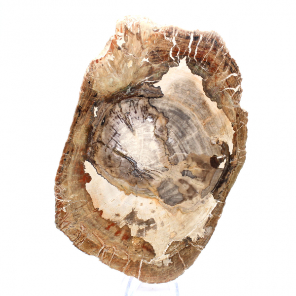 Ornement bois pétrifié tranche polie, pièce de collection, Madagascar