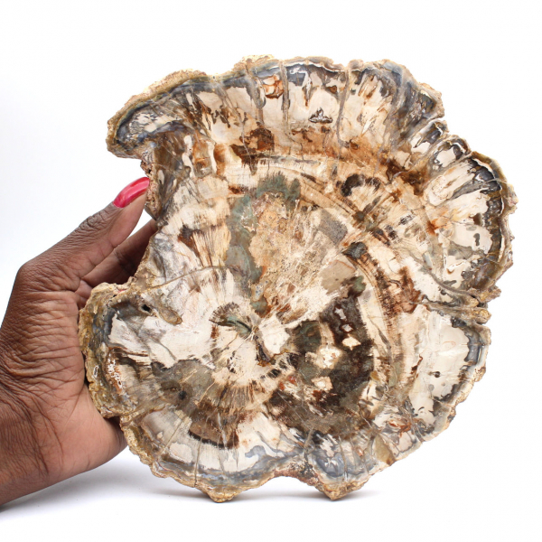 Petrified wood fossil, large polished slice, decorative ornament, Madagascar