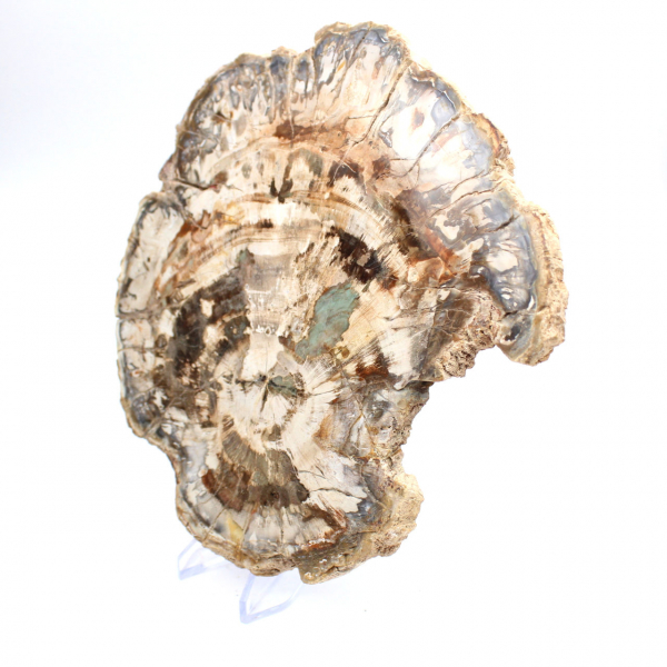 Petrified wood fossil, large polished slice, decorative ornament, Madagascar
