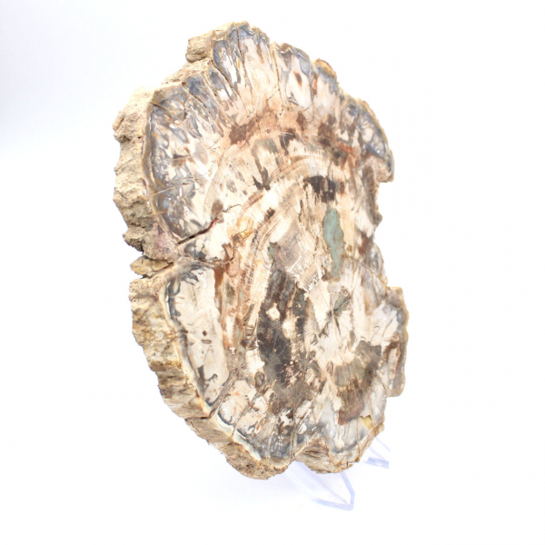 Petrified wood fossil, large polished slice, decorative ornament, Madagascar