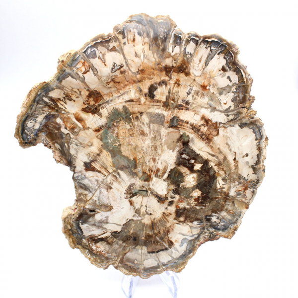 Petrified wood fossil, large polished slice, decorative ornament, Madagascar