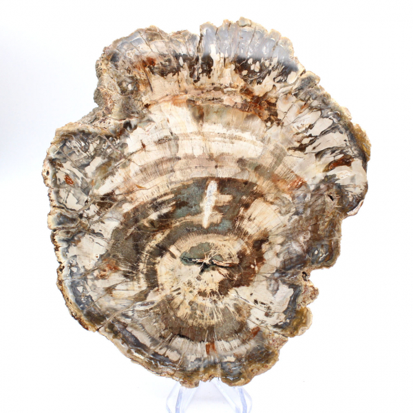 Tranche polie de bois fossilisé (pétrifié), spécimen massif, Madagascar