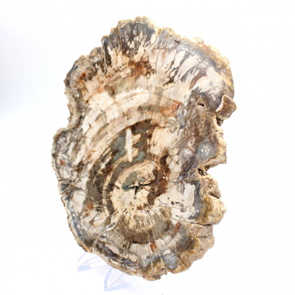 Tranche polie de bois fossilisé (pétrifié), spécimen massif, Madagascar