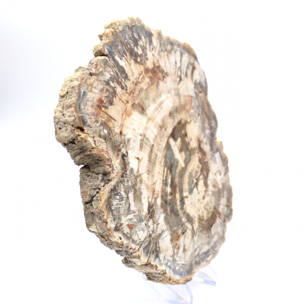 Tranche polie de bois fossilisé (pétrifié), spécimen massif, Madagascar