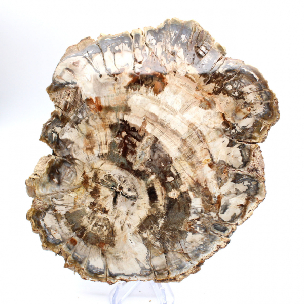Tranche polie de bois fossilisé (pétrifié), spécimen massif, Madagascar