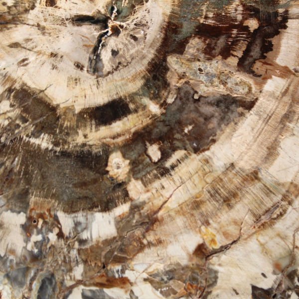 Tranche polie de bois fossilisé (pétrifié), spécimen massif, Madagascar