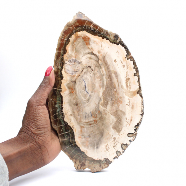 Bois pétrifié (tranche), pièce de collection polie, fossile de Madagascar
