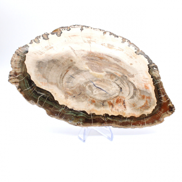 Bois pétrifié (tranche), pièce de collection polie, fossile de Madagascar