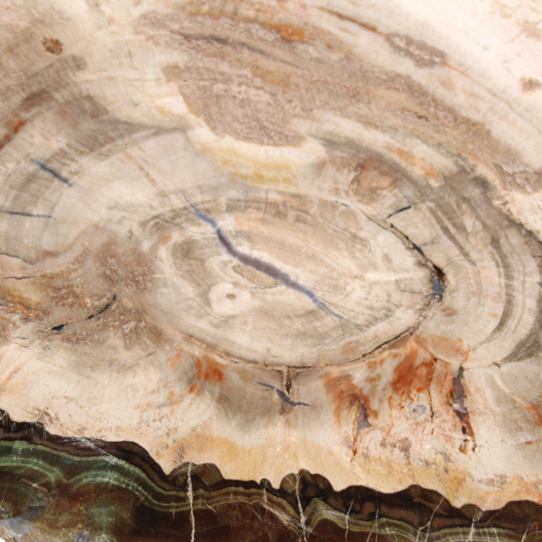 Bois pétrifié (tranche), pièce de collection polie, fossile de Madagascar