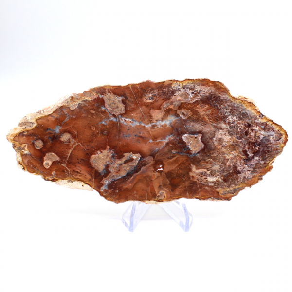 Tranche de bois pétrifié poli, petit ornement fossile, Madagascar