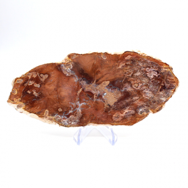 Tranche de bois pétrifié poli, petit ornement fossile, Madagascar