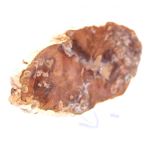 Tranche de bois pétrifié poli, petit ornement fossile, Madagascar