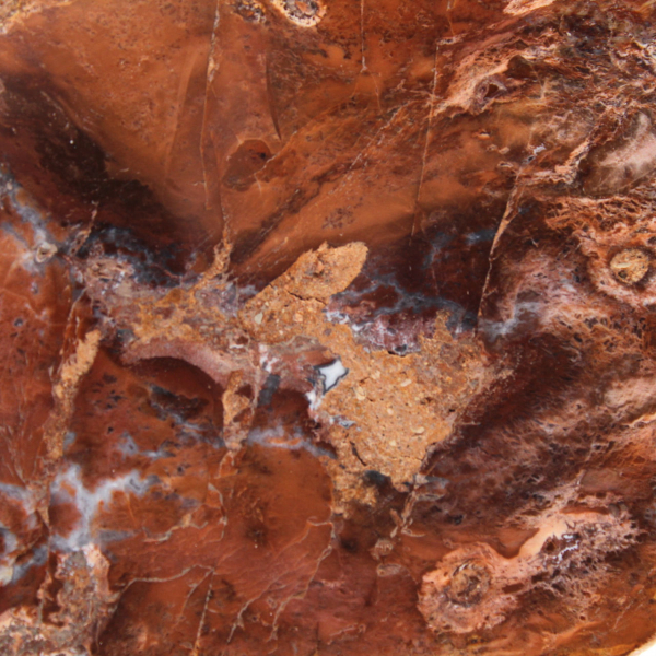 Tranche de bois pétrifié poli, petit ornement fossile, Madagascar