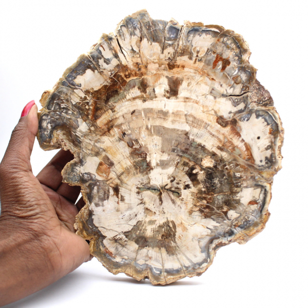 Tranche de bois pétrifié poli, fossile d'arbre, collection Madagascar