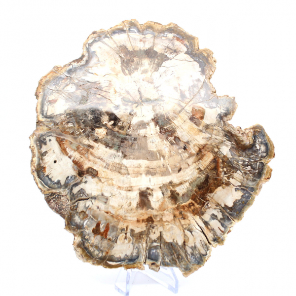 Tranche de bois pétrifié poli, fossile d'arbre, collection Madagascar