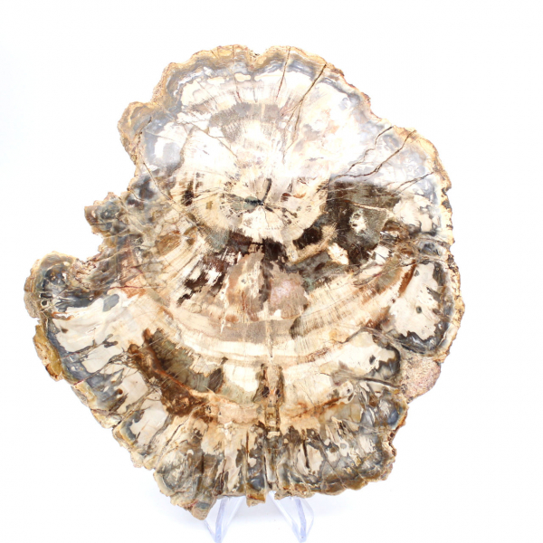 Tranche de bois pétrifié poli, fossile d'arbre, collection Madagascar