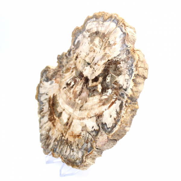Tranche de bois pétrifié poli, fossile d'arbre, collection Madagascar