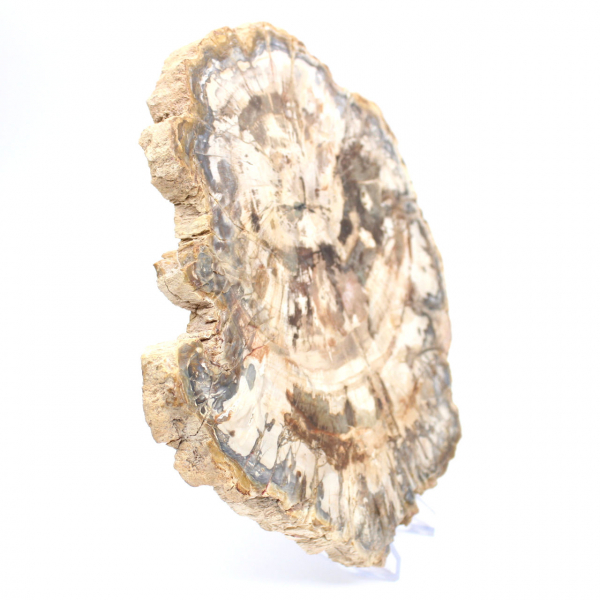 Tranche de bois pétrifié poli, fossile d'arbre, collection Madagascar