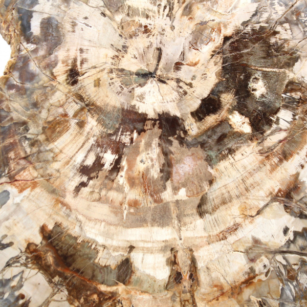 Tranche de bois pétrifié poli, fossile d'arbre, collection Madagascar