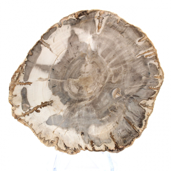 Mini tranche de bois pétrifié poli, petit fossile de collection, Madagascar