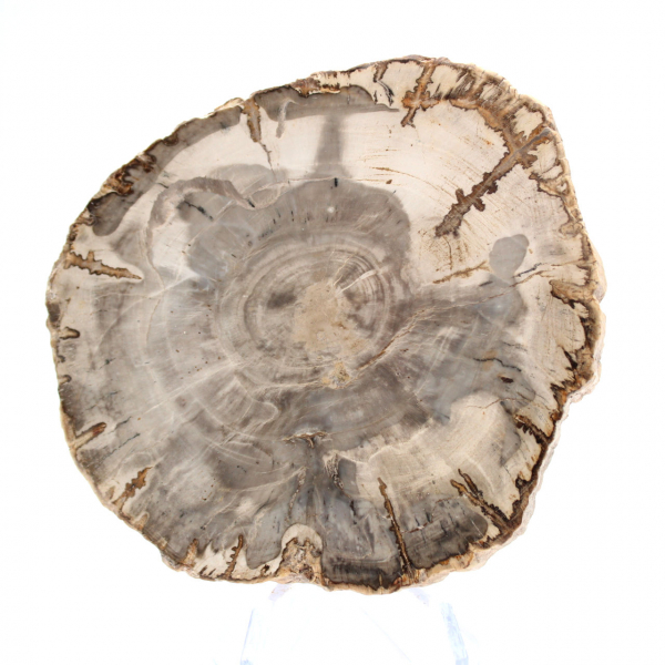 Mini tranche de bois pétrifié poli, petit fossile de collection, Madagascar