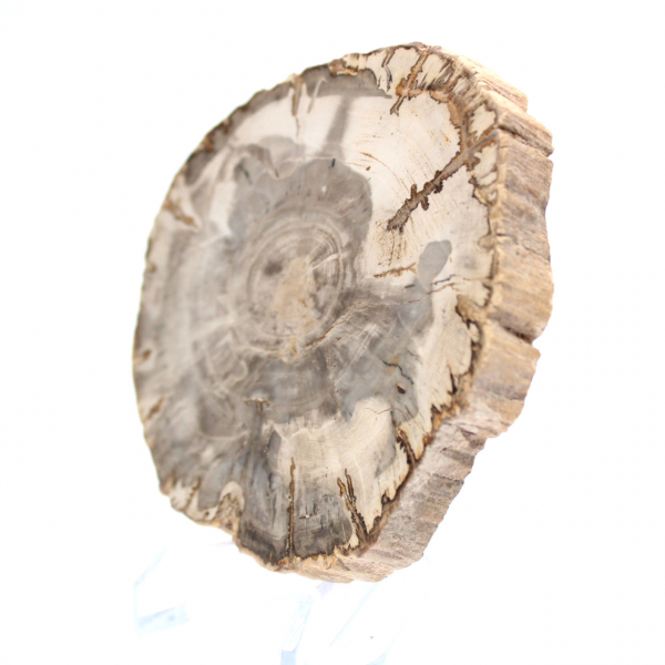 Mini tranche de bois pétrifié poli, petit fossile de collection, Madagascar