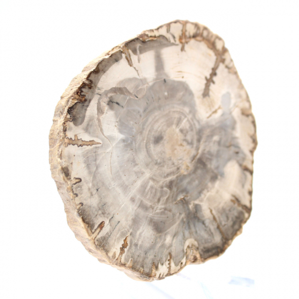 Mini tranche de bois pétrifié poli, petit fossile de collection, Madagascar