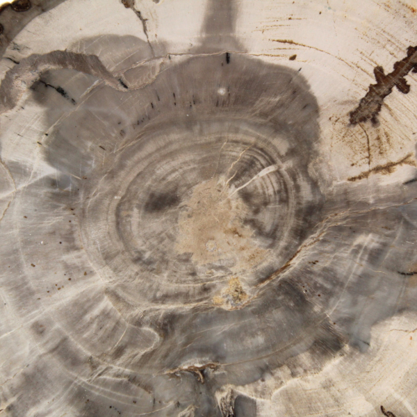 Mini tranche de bois pétrifié poli, petit fossile de collection, Madagascar