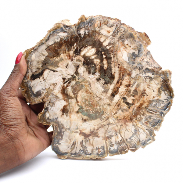 Grande tranche de bois fossilisé poli, ornement unique, Madagascar