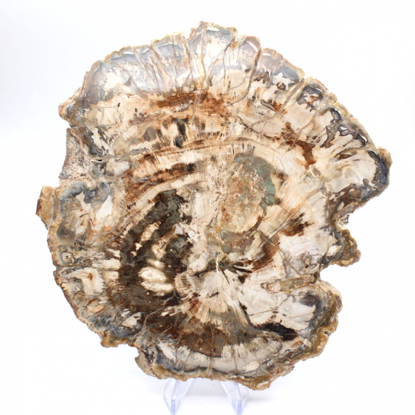 Grande tranche de bois fossilisé poli, ornement unique, Madagascar