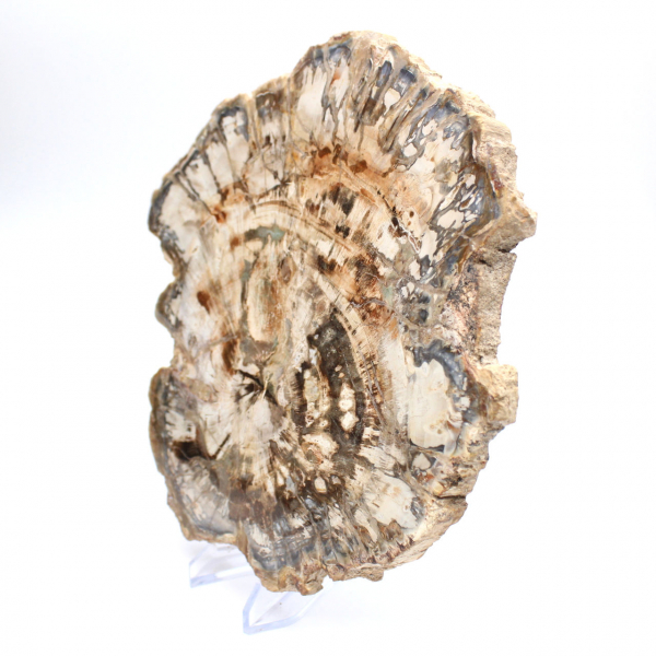 Grande tranche de bois fossilisé poli, ornement unique, Madagascar