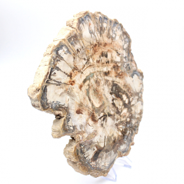 Grande tranche de bois fossilisé poli, ornement unique, Madagascar