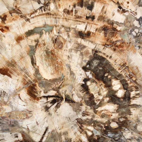 Grande tranche de bois fossilisé poli, ornement unique, Madagascar
