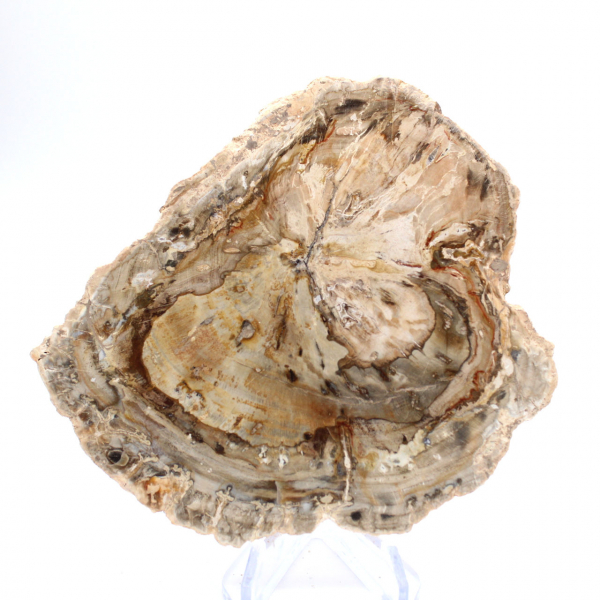 Petit spécimen bois pétrifié poli, tranche fossile décorative, Madagascar