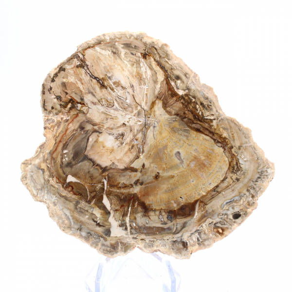 Petit spécimen bois pétrifié poli, tranche fossile décorative, Madagascar