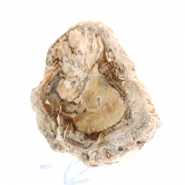 Petit spécimen bois pétrifié poli, tranche fossile décorative, Madagascar