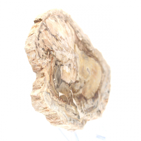 Petit spécimen bois pétrifié poli, tranche fossile décorative, Madagascar