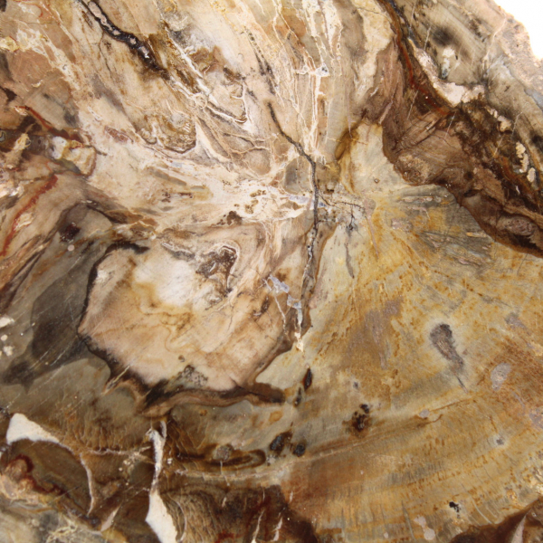 Petit spécimen bois pétrifié poli, tranche fossile décorative, Madagascar