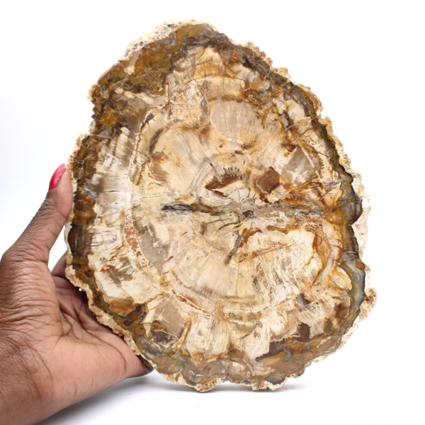 Grande tranche bois pétrifié poli, fossile massif de collection, Madagascar